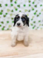 Sean AKC, a male Poodle - Miniature  for sale in Lake Lillian, MN – Photo 2 of 6