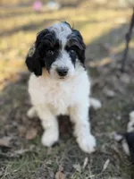 Sean AKC, a male Poodle - Miniature  for sale in Lake Lillian, MN – Photo 1 of 6