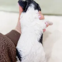 Sean AKC, a male Poodle - Miniature  for sale in Lake Lillian, MN – Photo 3 of 3