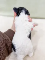 Sean, a male Poodle - Miniature  for sale in Lake Lillian, MN – Photo 2 of 2