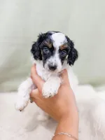 Sean AKC, a male Poodle - Miniature  for sale in Lake Lillian, MN – Photo 3 of 6