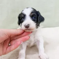 Sean AKC, a male Poodle - Miniature  for sale in Lake Lillian, MN – Photo 1 of 3