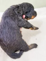Philip , a male Bernedoodle for sale in Lake Lillian, MN – 2 of 3
