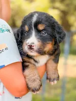 Northern , a male Bernese Mountain Dog for sale in Lake Lillian, MN – 1 of 3
