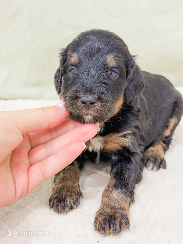 Aladdin  – Bernedoodle puppy for sale in Lake Lillian, MN