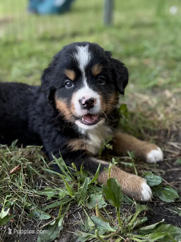 Star – Bernese Mountain Dog puppy for sale in Lake Lillian, MN