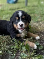 Star, a female Bernese Mountain Dog for sale in Lake Lillian, MN – 1 of 4