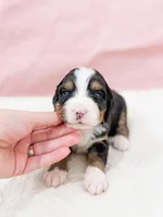 Pam, a female Bernese Mountain Dog for sale in Lake Lillian, MN – Photo 4 of 6