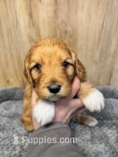 Fern – Cavapoo puppy for sale in Lake Lillian, MN