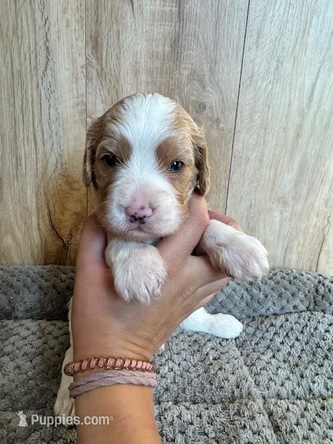 Beast – Cavapoo puppy for sale in Lake Lillian, MN