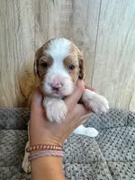 Beast, a male Cavapoo for sale in Lake Lillian, MN – 1 of 1