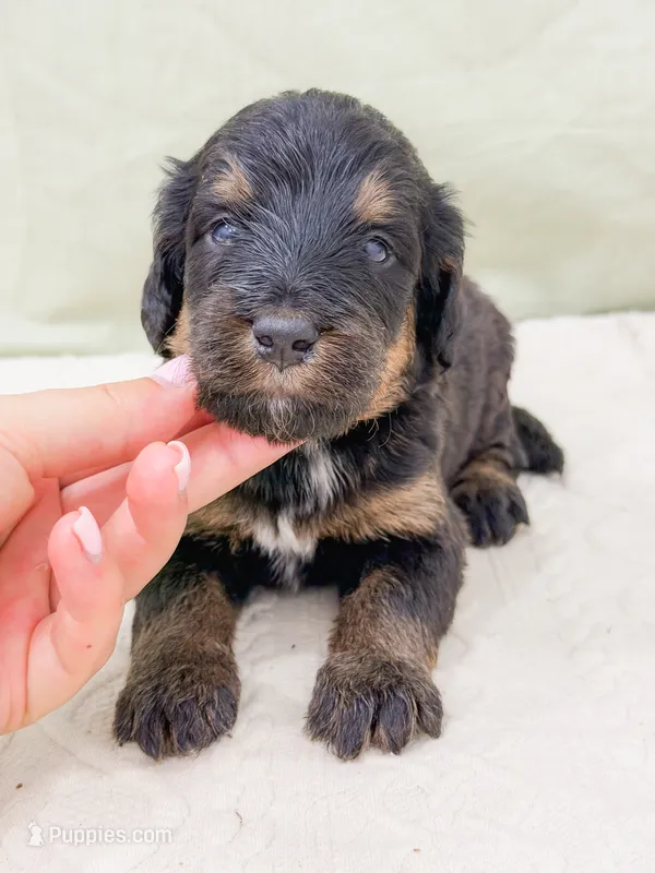 Philip  – Bernedoodle puppy for sale in Lake Lillian, MN