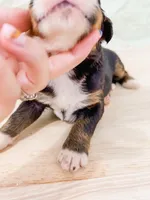 Sunny, a male Bernese Mountain Dog for sale in Lake Lillian, MN – 2 of 2