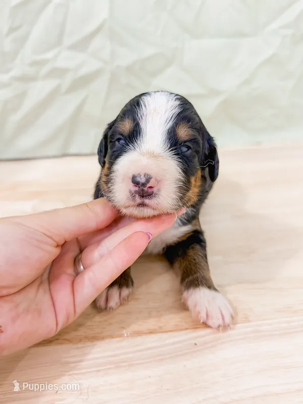 Perch  – Bernese Mountain Dog puppy for sale in Lake Lillian, MN