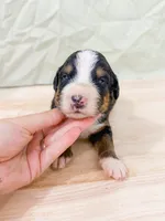 Perch , a male Bernese Mountain Dog for sale in Lake Lillian, MN – 1 of 2