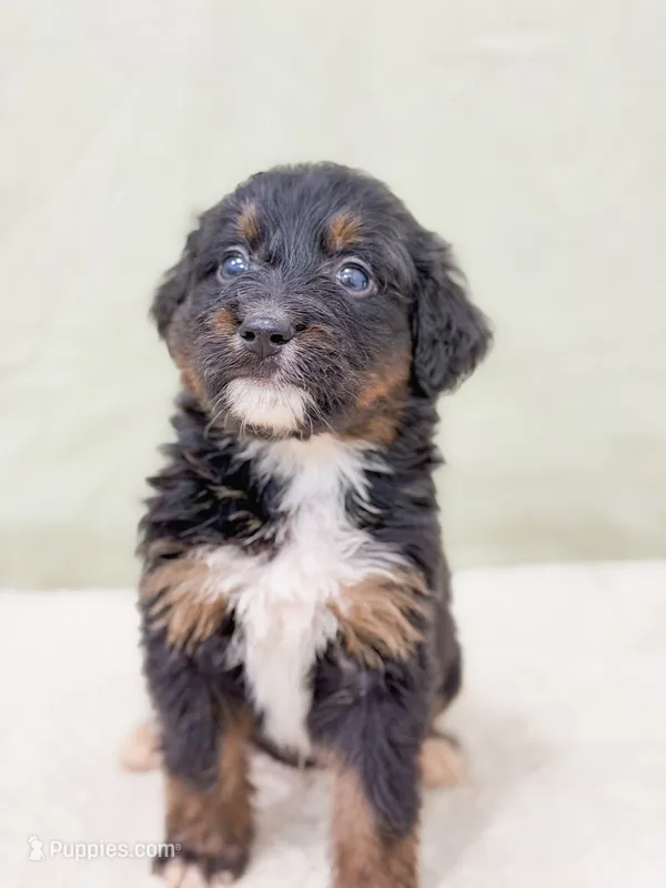 Eric  – Bernedoodle puppy for sale in Lake Lillian, MN