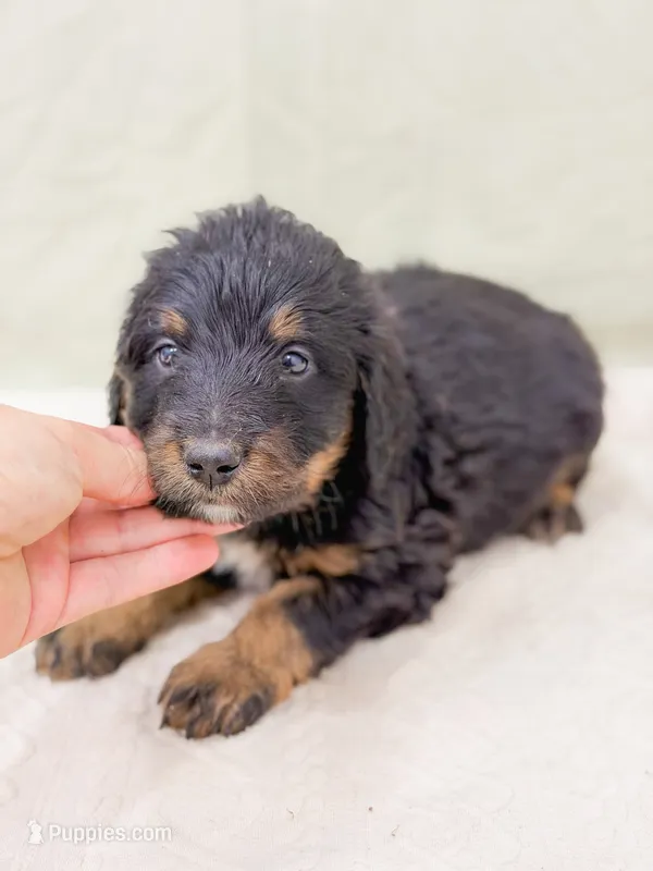 Aladdin  – Bernedoodle puppy for sale in Lake Lillian, MN