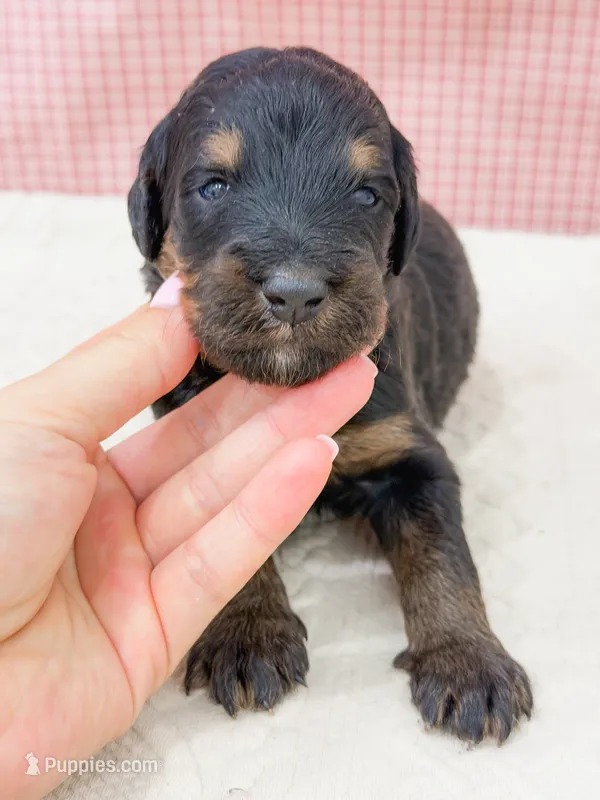 Snow White  – Bernedoodle puppy for sale in Lake Lillian, MN