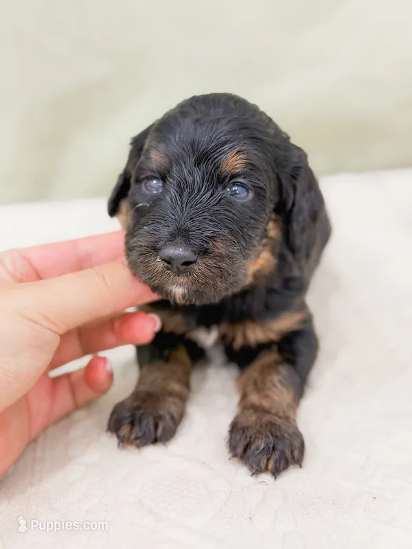 Charming  – Bernedoodle puppy for sale in Lake Lillian, MN