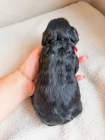 Blossom , a female Cavapoo for sale in Lake Lillian, MN – Photo 3 of 3