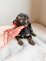 Blossom , a female Cavapoo for sale in Lake Lillian, MN – Photo 2 of 3