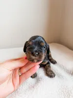 Blossom , a female Cavapoo for sale in Lake Lillian, MN – Photo 1 of 3