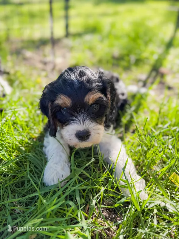 Birch – Cavapoo puppy for sale in Lake Lillian, MN