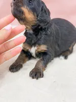 Snow White , a female Bernedoodle for sale in Lake Lillian, MN – 2 of 3