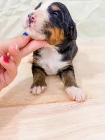 Perch , a male Bernese Mountain Dog for sale in Lake Lillian, MN – 2 of 2