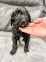 Clara, a female Cavapoo for sale in Lake Lillian, MN – Photo 1 of 4