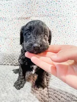 Clara, a female Cavapoo for sale in Lake Lillian, MN – Photo 3 of 4