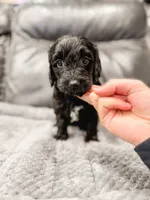 Clara, a female Cavapoo for sale in Lake Lillian, MN – Photo 2 of 4