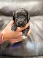 Clara, a female Cavapoo for sale in Lake Lillian, MN – Photo 4 of 4