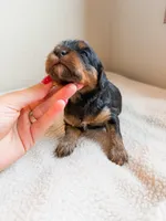 Pine, a male Cavapoo for sale in Lake Lillian, MN – Photo 2 of 3