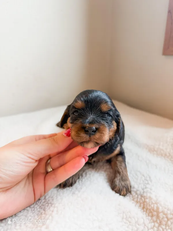 Pine – Cavapoo puppy for sale in Lake Lillian, MN