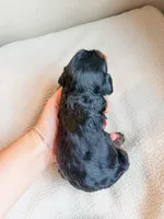 Pine, a male Cavapoo for sale in Lake Lillian, MN – Photo 3 of 3