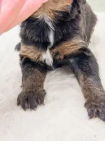 Philip , a male Bernedoodle for sale in Lake Lillian, MN – 3 of 3