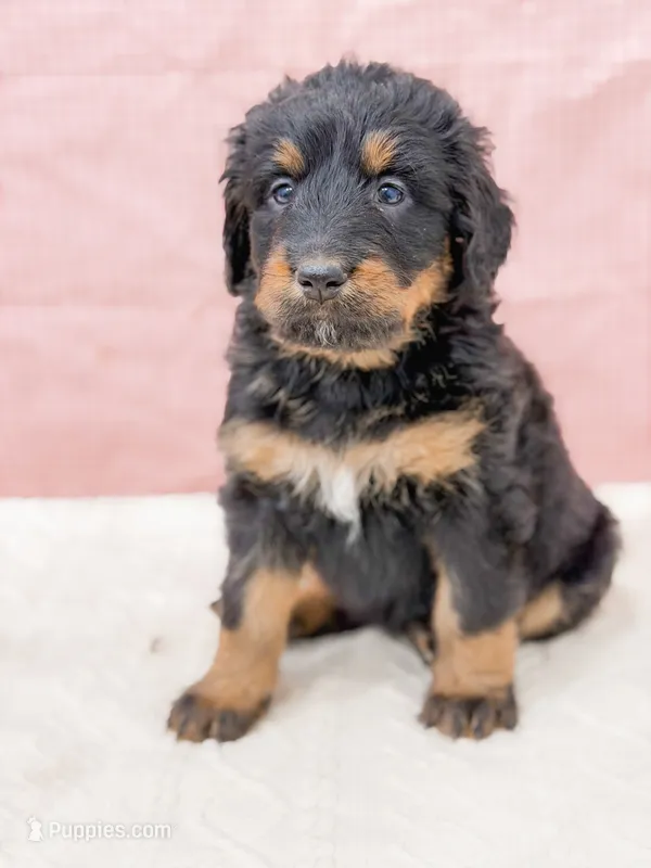 Cinderella  – Bernedoodle puppy for sale in Lake Lillian, MN