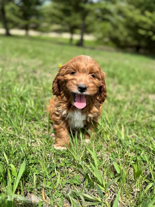Daisy – Cavapoo puppy for sale in Lake Lillian, MN