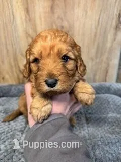 Cedar – Cavapoo puppy for sale in Lake Lillian, MN