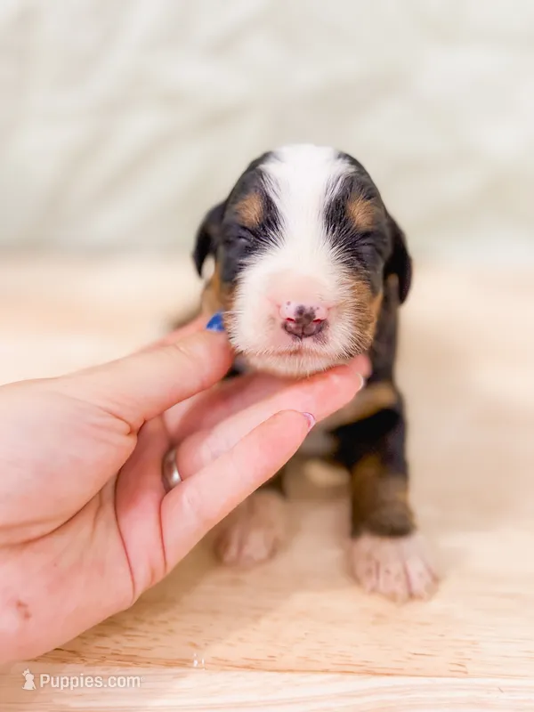 Bluegill – Bernese Mountain Dog puppy for sale in Lake Lillian, MN