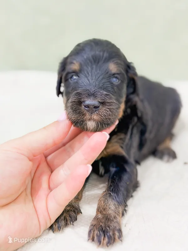 Aladdin  – Bernedoodle puppy for sale in Lake Lillian, MN