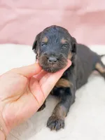 Cinderella , a female Bernedoodle for sale in Lake Lillian, MN – 1 of 3