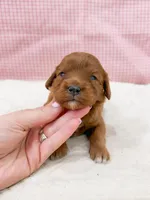 Stephanie, a female Cavapoo for sale in Lake Lillian, MN – Photo 1 of 4