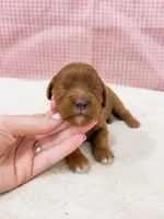 Stephanie, a female Cavapoo for sale in Lake Lillian, MN – Photo 2 of 4