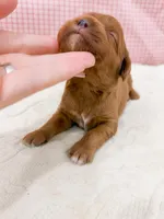 Stephanie, a female Cavapoo for sale in Lake Lillian, MN – Photo 4 of 4