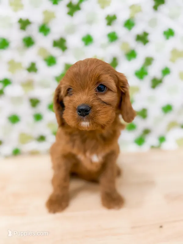 Stephanie – Cavapoo puppy for sale in Lake Lillian, MN