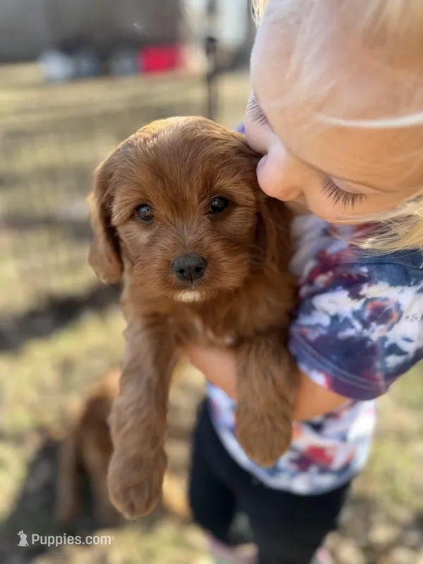 Stephanie – Cavapoo puppy for sale in Lake Lillian, MN
