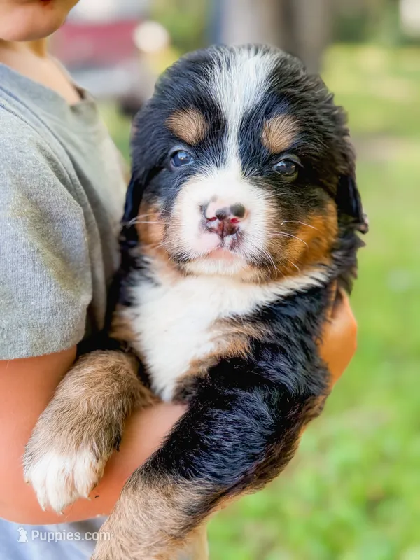 Star – Bernese Mountain Dog puppy for sale in Lake Lillian, MN