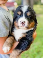 Star, a female Bernese Mountain Dog for sale in Lake Lillian, MN – 2 of 4